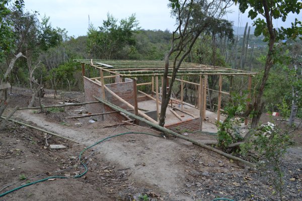 Bamboo in place for roof